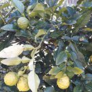 25 Seeds - Kaffir Lime Fruit Tree Seeds - Garden Seeds