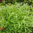 150 Seeds - Chinese Mustard- Lime Streaks Vegetable Seeds - Garden Seeds