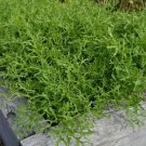 1000 Seeds - MUSTARD GREENS ‘Lime Streaks’ Seed Vegetable Seeds - Garden Seeds