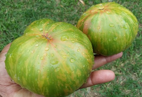 10 Seeds - Chocolate Lime Stripes Tomato Vegetable Seeds - Garden Seeds