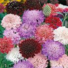 50 Seeds - SCABIOSA TALL DOUBLE FLOWERED MIXED Flower Seeds - Garden Seeds