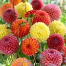 15 Seeds - DAHLIA POMPON DOUBLE MIXED Flower Seeds - Garden Seeds