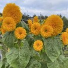 10 Seeds - Sunflowers (Double Dazzler) Flower Seeds - Garden Seeds