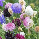 25 Seeds - SCABIOSA TALL DOUBLE FLOWERED MIXED Flower Seeds - Garden Seeds