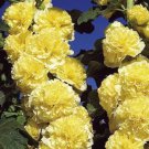 20 Seeds - HOLLYHOCK CHATERS DOUBLE GOLDEN YELLOW Flower Seeds - Garden Seeds