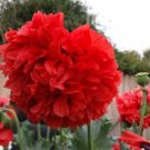 20 Seeds - RED RUFFLES Double PEONY POPPY Flower Seeds - Garden Seeds
