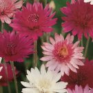 60 Seeds - Xeranthemum Seeds ‘Double Mix’ Flower Seeds - Garden Seeds