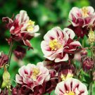 150 Seeds - Aquilegia Double Flowered Mix Flower Seeds - Garden Seeds