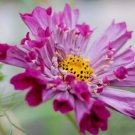 30 Seeds - COSMOS 'Seashells white pink cosmea double Flower Seeds - Garden Seeds