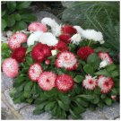 250 Seeds - English Daisy Mix Adored Double Flower Seeds - Garden Seeds
