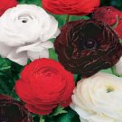 300 Seeds - Ranunculus Night Sensation Double Red Burgundy White Flower Seeds - Garden Seeds