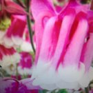 30 Seeds - Aquilegia vulgaris 'Pink Petticoat' Double colour Flower Seeds - Garden Seeds