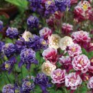 50 Seeds - AQUILEGIA DOUBLE BLOOM TALL MIXED Flower Seeds - Garden Seeds