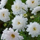 20 Seeds - COSMOS `Double Click Snowpuff' Flower Seeds - Garden Seeds