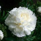50 Seeds - POPPY PAEONY DOUBLE CREAMHuge Blooms Flower Seeds - Garden Seeds