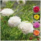 100 Seeds - Portulaca Disco Doubles Flower Seeds - Garden Seeds