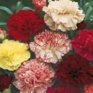 150 Seeds - CARNATION Choice Double Mixed Flower Seeds - Garden Seeds