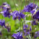 100 Seeds - AQUILEGIA 'Double Flower Mix' Flower Seeds - Garden Seeds