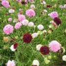 20 Seeds - Tall Double Flowered Mixed Pincushion Seeds - Garden Seeds
