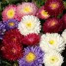 150 Seeds - ASTER POWDERPUFFS Mix Whimsical Double Blooms Seeds - Garden Seeds