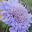 30 Seeds - PINCUSHION FLOWER Tall Double Mix Seeds - Garden Seeds