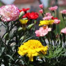 50 Seeds - CARNATION DOUBLE FLOWER MIX Seeds - Garden Seeds