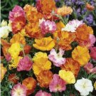 150 Seeds - CALIFORNIAN POPPY ESCHSCHOLZIA BALLERINA DOUBLE MIX Seeds - Garden Seeds