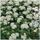 100 Seeds - AGERATUM White Pom-Pom double white flowers Seeds - Garden Seeds