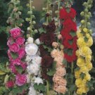 50 Seeds - HOLLYHOCK Charters Double Mixed Seeds - Garden Seeds