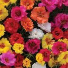 100 Seeds - PORTULACA DOUBLE MIX FLOWER Seeds - Garden Seeds