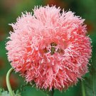 50 Seeds - Papaver Paeoniflorum Double Fringed Pink Seeds - Garden Seeds