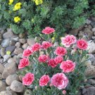 50 Seeds - Carnation DWARF DOUBLE Flower Seeds - Garden Seeds