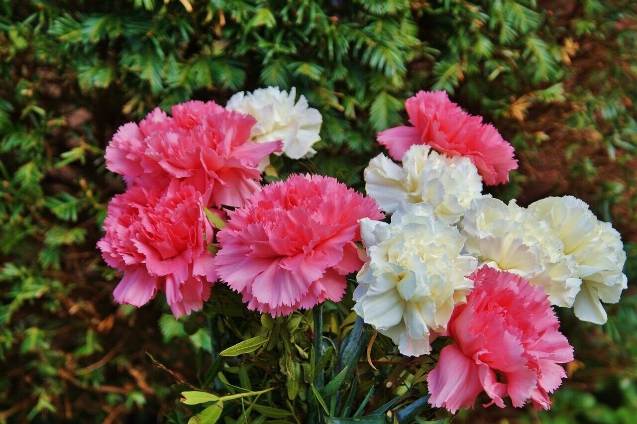 50 Seeds - DWARF CARNATION DOUBLE FLOWER MIX Seeds - Garden Seeds