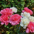 50 Seeds - DWARF CARNATION DOUBLE FLOWER MIX Seeds - Garden Seeds