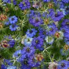 150 Seeds - NIGELLA LOVE IN A MIST 'Double Mix' Seeds - Garden Seeds
