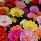100 Seeds - MOSS-ROSE PURSLANE Portulaca Double Flowered Seeds - Garden Seeds