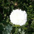 5 Seeds - Peony Poppy Plant,Fluffy "White" double Seeds - Garden Seeds