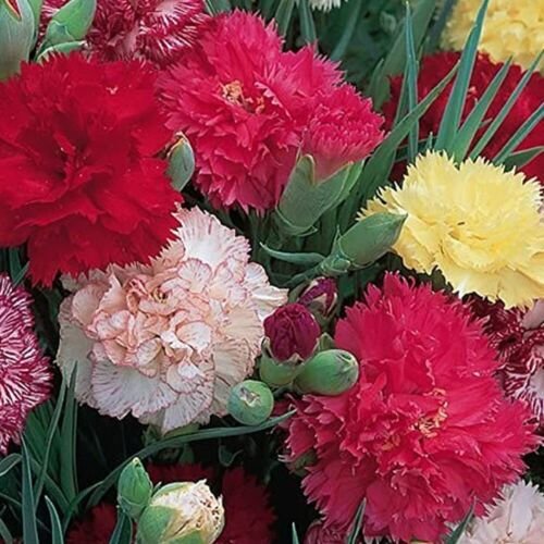 50 Seeds - CARNATION CHOICE DOUBLE MIXED FLOWER Seeds - Garden Seeds
