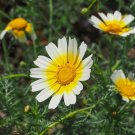 100 Seeds - Garland Daisy Chrysanthemum Coronarium Double Mix Seeds - Garden Seeds