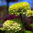60 Seeds - ZINNIA ELEGANS ENVY (LIME GREEN) Flower Seeds - Garden Seeds