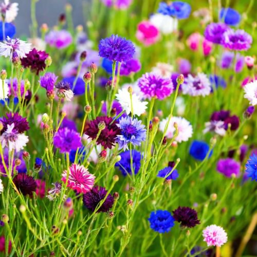 80 Seeds - CORNFLOWER Double Ball Mix (Centaurea) Flower Seeds - Garden Seeds