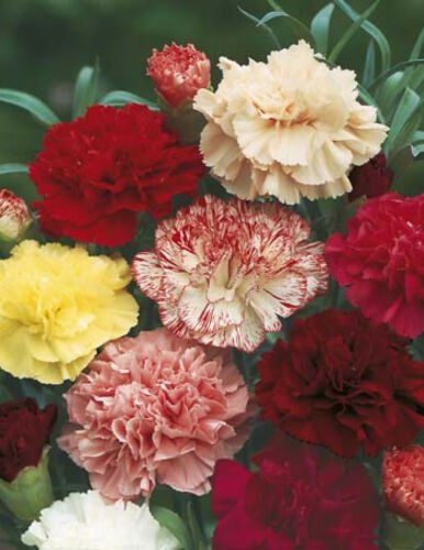 20 Seeds - Carnation Choice Double Mixed Flower Seeds - Garden Seeds