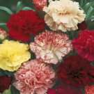 20 Seeds - Carnation Choice Double Mixed Flower Seeds - Garden Seeds