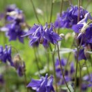 200 Seeds - Aquilegia Vulgaris Double Purple Granny Bonnet Columbine Flower Seeds - Garden Seeds