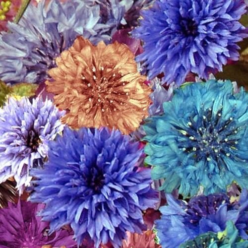 80 Seeds - CORNFLOWER Double Ball Mix (Centaurea) Flower Seeds - Garden Seeds