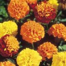 50 Seeds - Marigold Dwarf Double Flower Seeds - Garden Seeds