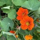 10 Seeds - Nasturtium Double Jewel Mix Flower Seeds - Garden Seeds