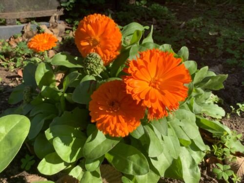 20 Seeds - CALENDULA BON BON DWARF MIXED Flower Seeds - Garden Seeds