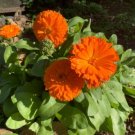 20 Seeds - CALENDULA BON BON DWARF MIXED Flower Seeds - Garden Seeds