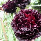 10 Seeds - Poppy Peony Double Black Feng Shui Flower Seeds - Garden Seeds